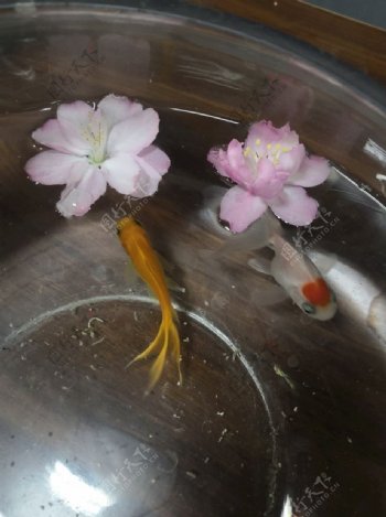 金鱼樱花