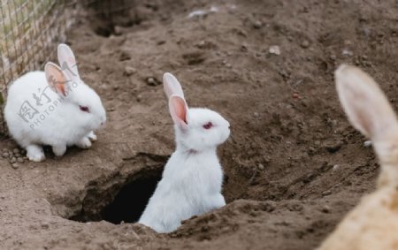 一窝小白兔