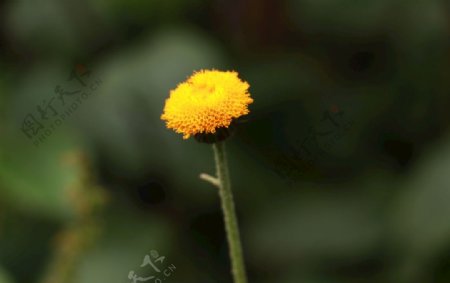 黄色花模糊向日葵开花