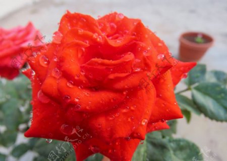 玫瑰红色植物自然花盛