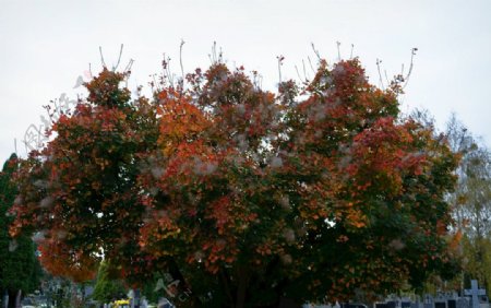树叶子彩色颜色秋天种