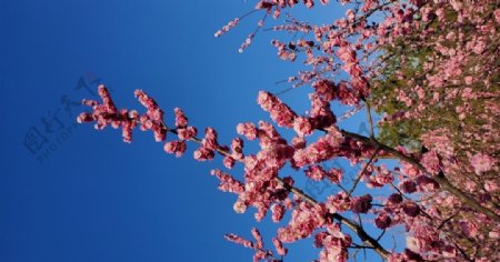 樱花蓝天春天浪漫