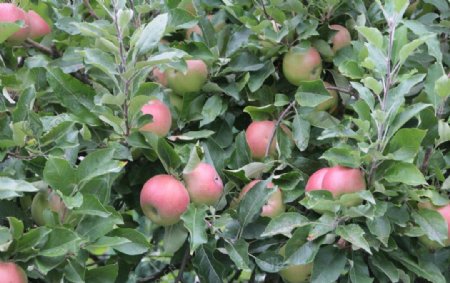苹果苹果树苹果花