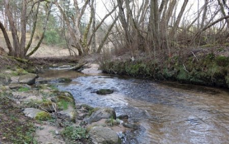 溪自然水道森林流水域