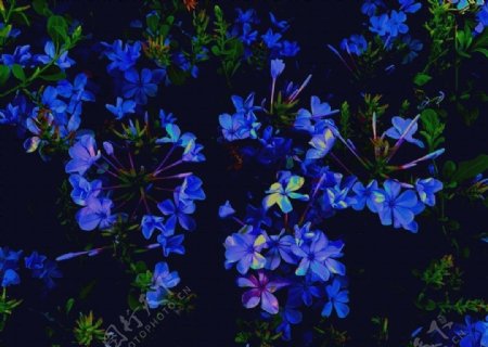 蓝色鲜花自然