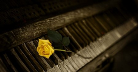 钢琴玫瑰