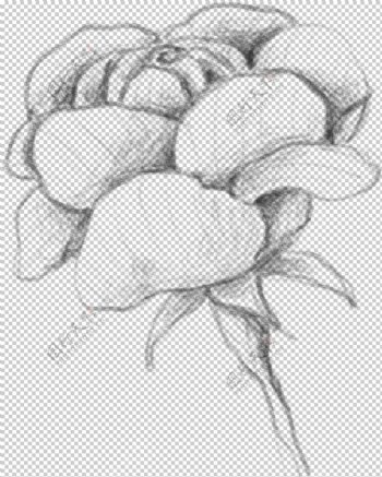 玫瑰花素描绘画