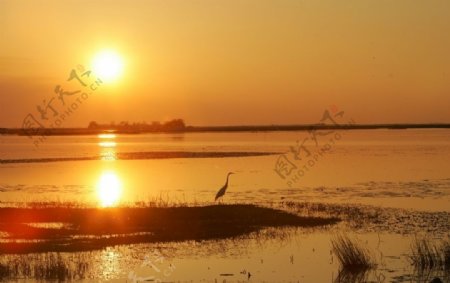 金色夕阳湖泊与鸟
