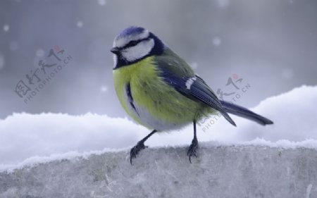 蓝雀冬天鸟山雀动物