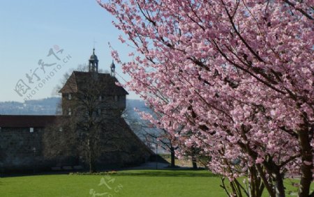 埃斯林根城堡春天鲜花杏花