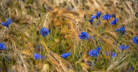 蓝色花朵植物草地背景