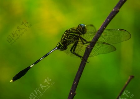 蜻蜓动物美丽