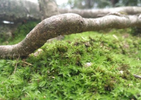 苔藓和树根
