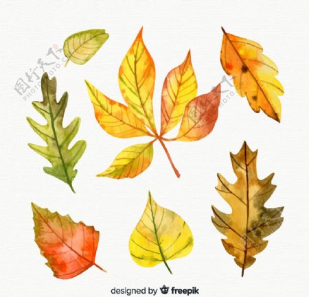 7款水彩绘秋季树叶