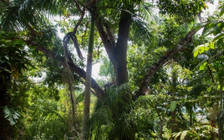 雨林巴拿马中美洲丛林
