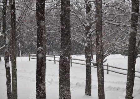 雪冬天树