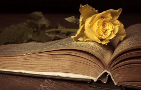 黄玫瑰翻开的旧书本
