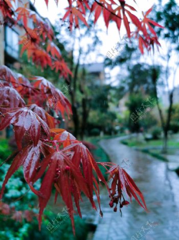 雨中的红枫