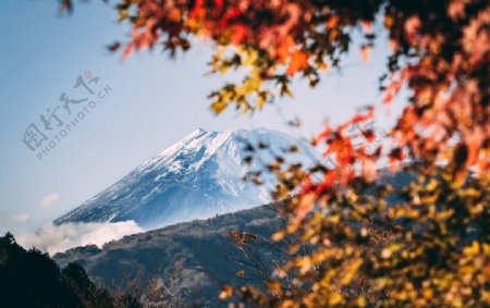 枫叶雪山富士山