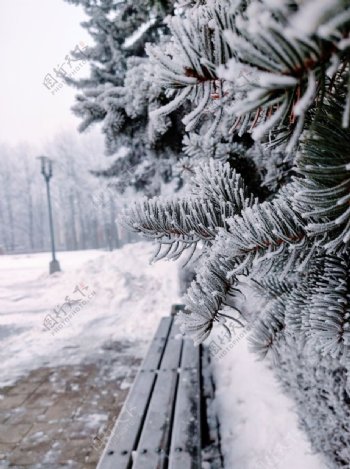 雪景