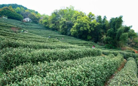 茶叶采茶西湖龙井