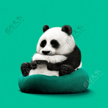 可爱大熊猫玩手机