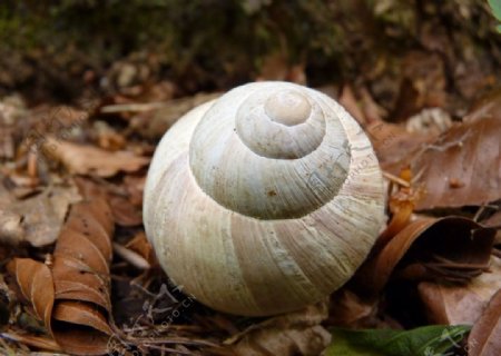 蜗牛蜗牛壳微距