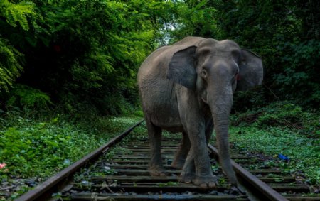 铁轨上的大象