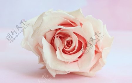 粉红玫瑰粉红色美大自然的