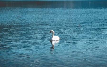 湖中美丽的白天鹅摄影