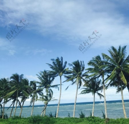 海边的椰子树