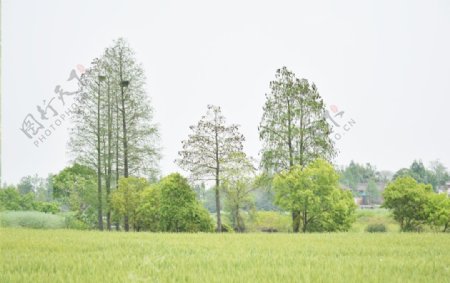 麦田小麦树林