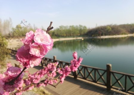 春日湖景