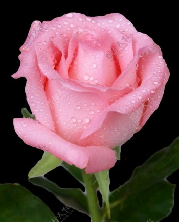 鲜艳的粉色玫瑰花朵