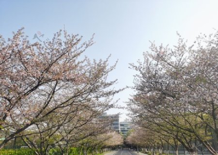 清晨同济樱花大道