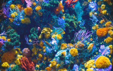 珊瑚珊瑚礁海底