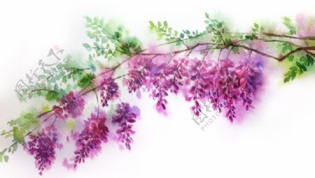 精美绘画植物花朵