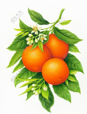 水果橙子绘画