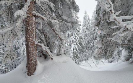 冬季雪景