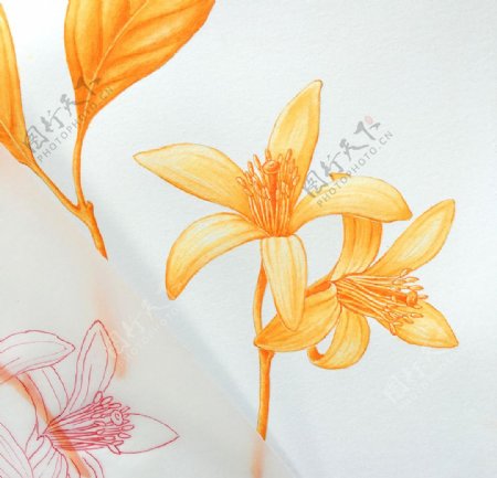 植物花朵绘画素材