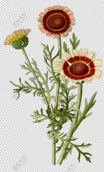 复古鲜花植物装饰图案