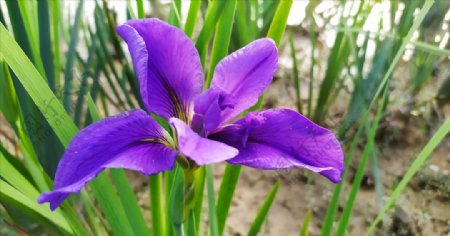 鸢尾花紫色花
