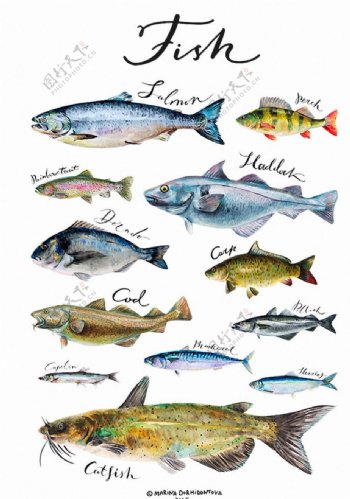 海洋鱼类水彩插画