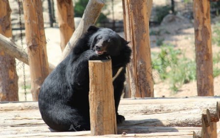 黑熊可爱