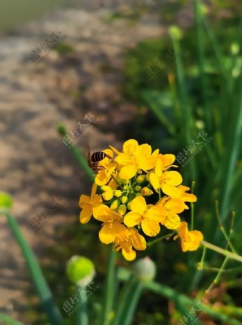 油菜花