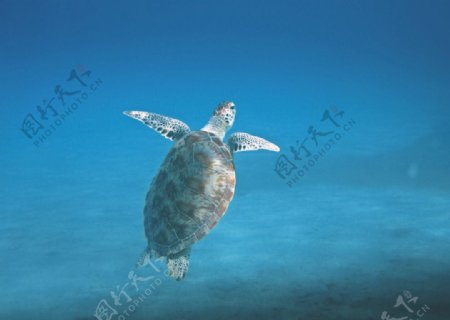 游弋的海龟