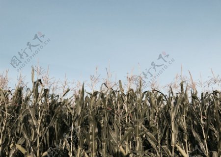 玉米地田园