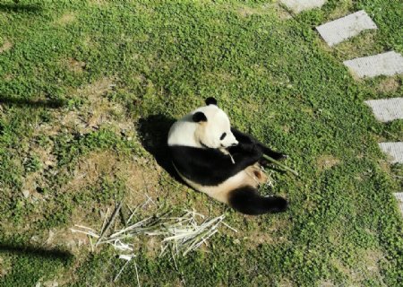 神农架大熊猫