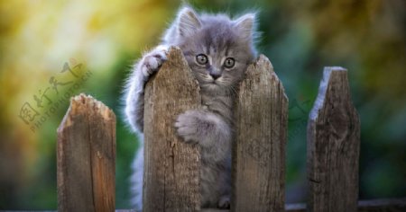 宠物动物合集猫咪爬栅栏
