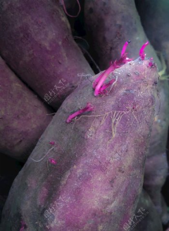 发芽的紫薯